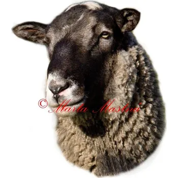 Samolepka beran romanovský