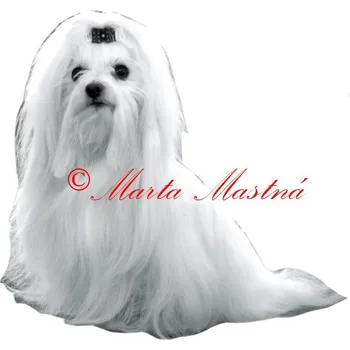 Samolepka maltézský psík - archiv 676