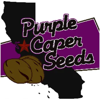 Semeno Purple Caper Seeds - Skunk Lady 5 ks