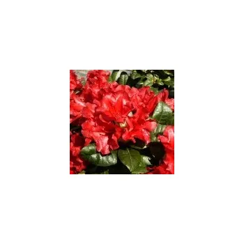 Sazenice Rhododendron repens Scarlet Wonder 20/30 cm