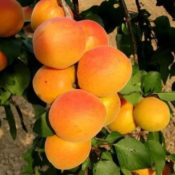 Sazenice Kukla, Trávníček Prunus armeniaca Velkopavlovická 150/200cm