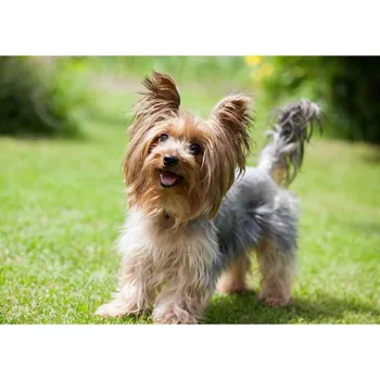 Pohlednice Yorkshire 3D