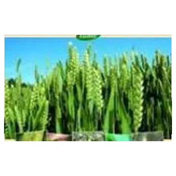 Příroda Škodlivé organizmy pšenice - Vít Bittner