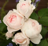 Kordes Roses Parfuma Herzogin Christiana mnohokvětá růže 2 l