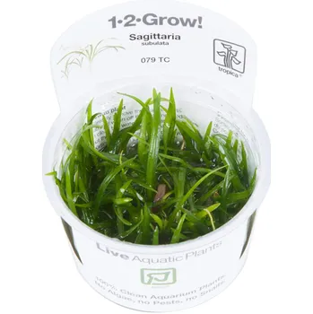Akvarijní rostlina Tropica 1-2-Grow Sagittaria Subulata