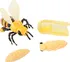 Dětská vědecká sada Insect Lore Životní cyklus včela