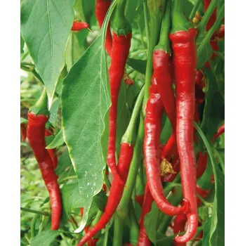 Koření Elephant´s trunk - semínka chilli