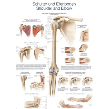 Plakát Anatomický plakát Erler Zimmer - Rameno a loket 50 x 70 cm | DE, EN