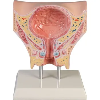 anatomický model Močový měchýř, ženský