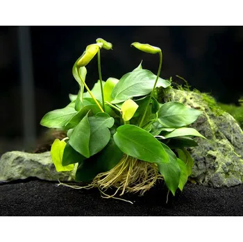 Akvaristika Anubias ondulatus (Košíčková Ø 5,5 cm)