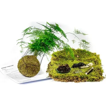 Gardners Kokedama "Vyrob si sám" Asparagus plumosus (L) Asparágus, Chřest hustokvětý