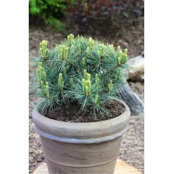 Sazenice Pinus strobus Kruger's Lilliput', 30–40 CM