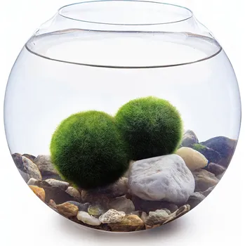 Akvárium Rataj Set - kulaté akvárium 15,5 cm, 2 řasokoule, dekorace