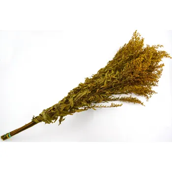 Solidago Yellow - žlutá