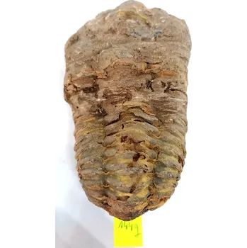 Trilobit CALYMENE, velký ( 144 g)