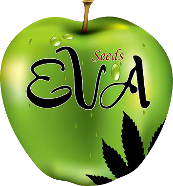 Eva seeds Monster (Feminizovaná semena Monster)