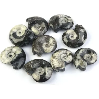 Přírodní kámen Goniatit černý Maroko cca 5cm