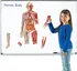 Learning Resources Oboustranné magnetické lidské tělo