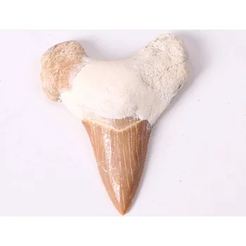 Magieprirody.cz Fosilie žraločí zub velký 6 cm #247