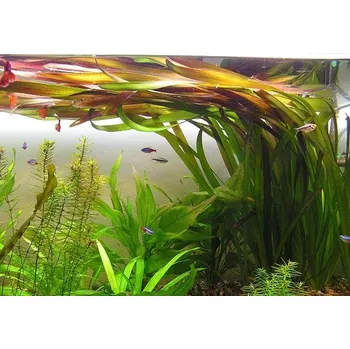 Akvaristika Vallisneria gigantea (Košíček Ø 5,5 cm)