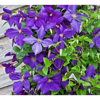 Sazenice Clematis 'Jackmanii', 70 cm