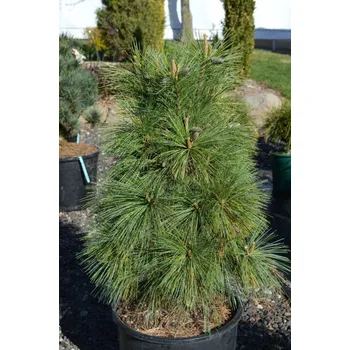 Sazenice Pinus schwerinii 'Wiethorst' 20 - 30 cm