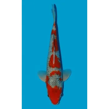 Krmivo pro rybičky HQ Goshiki JK 20180526