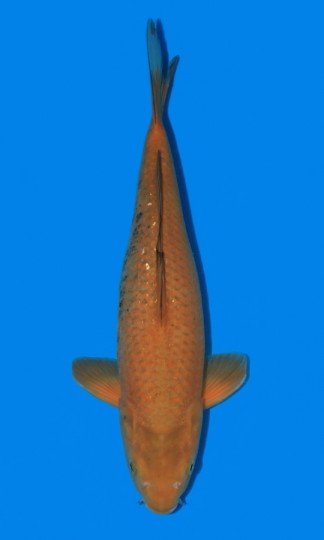 Koi kapr chagoi