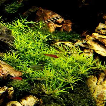 Akvaristika Limnophila sp. Scrophulariaceae (IN-VITRO Ø 7 cm)