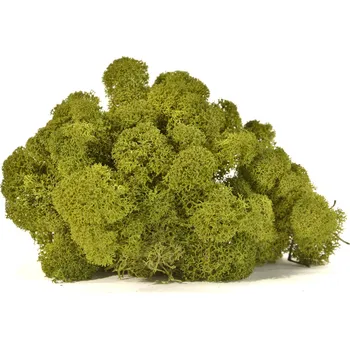 Stabilizovaný LIŠEJNÍK (sobí mech) / ZELENÝ - 100 g Preserved Lichen - Medium Green