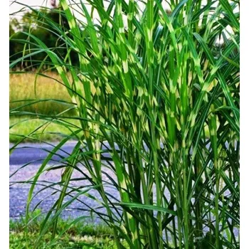 Sazenice Ozdobnice čínská ´PÜNKTCHEN´, kont. 0,5 l