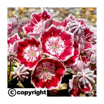 Sazenice Kalmie ´Minuet´ (Kalmia latifolia ´Minuet´)
