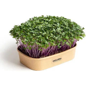 Pěstební box Sada pro domácí pěstování microgreens Kedlubna fialová