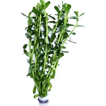 Akvarijní rostlina Bacopa monieri - svazek