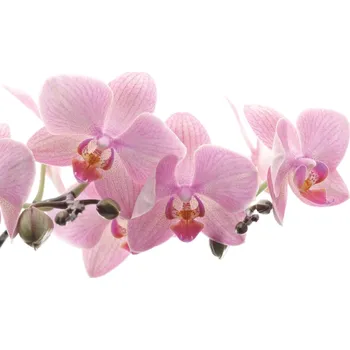 Tapeta Vliesová fototapeta na zeď Rasch 838350, Magic Walls, velikost 4,24 x 2,65 m