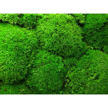 Obraz Stabilizovaný mech kopečkový Ballmoss, 2,5kg (1 m2)