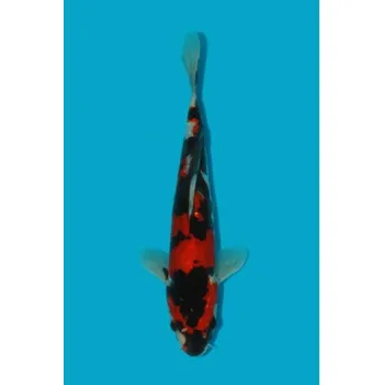 Krmivo pro rybičky HQ Tateshita Showa ... AKC 2022IM22033