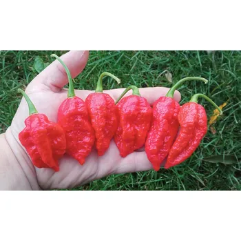 Semeno chilli-semena Big Red Mama
