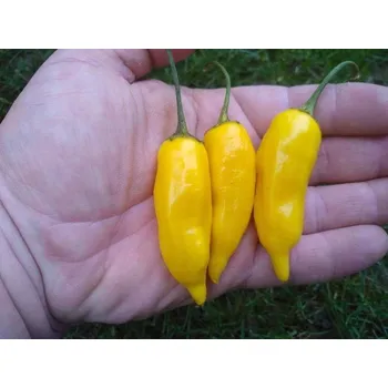Semeno chilli-semena Aji Habanero