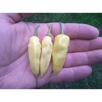 Semeno chilli-semena Devil´s Tongue White