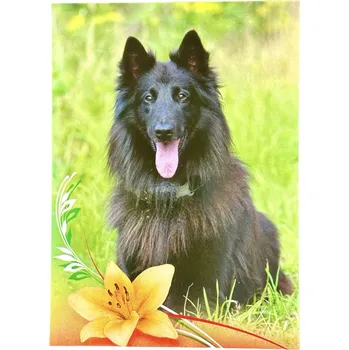 Pohlednice pes - Groenendael Belgický ovčák