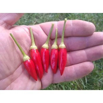 Semeno chilli-semena Numex Twilight