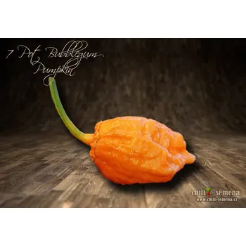 Semeno chilli-semena 7 Pot Bubblegum Pumpkin