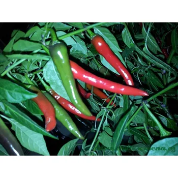 Semeno chilli-semena Assam Chilli