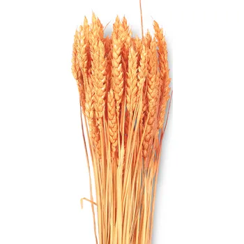 Sušené Triticum oranžové 100 g