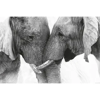 Plakát Plakát, Obraz - Elephant - Touch