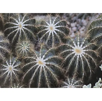 Plechová cedule TP Plechová cedule - kaktusy (L)