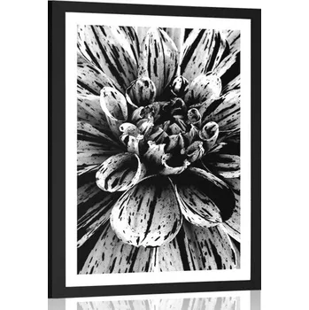 Plakát Dovido Plakát s paspartou exotická dália v černobílém provedení