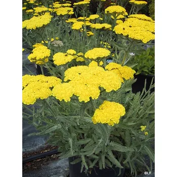 Květináč Achillea millefolium 'Moonshine' Květináč, průměr 11 cm