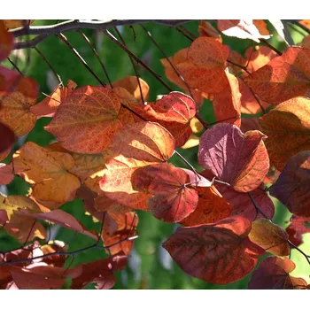 Sazenice Cercis canadensis 'Forest Pansy' Kontejner 7,5 l, v. 200-250 cm